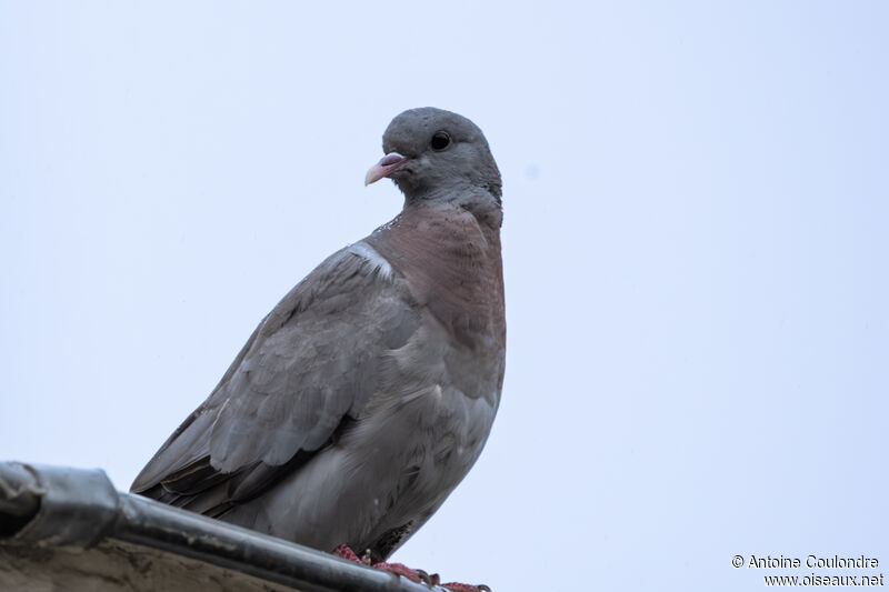 Pigeon colombinjuvénile