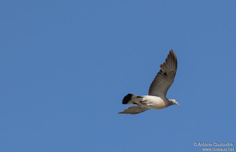 Common Wood Pigeonadult