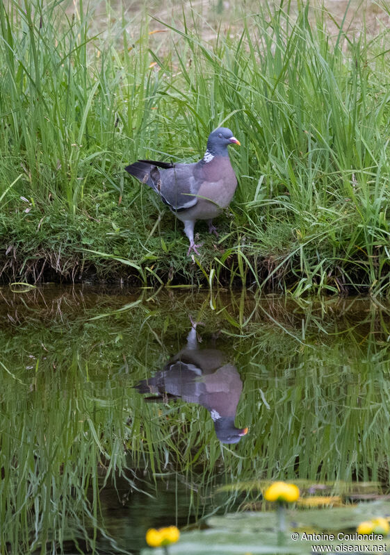 Common Wood Pigeonadult, drinks