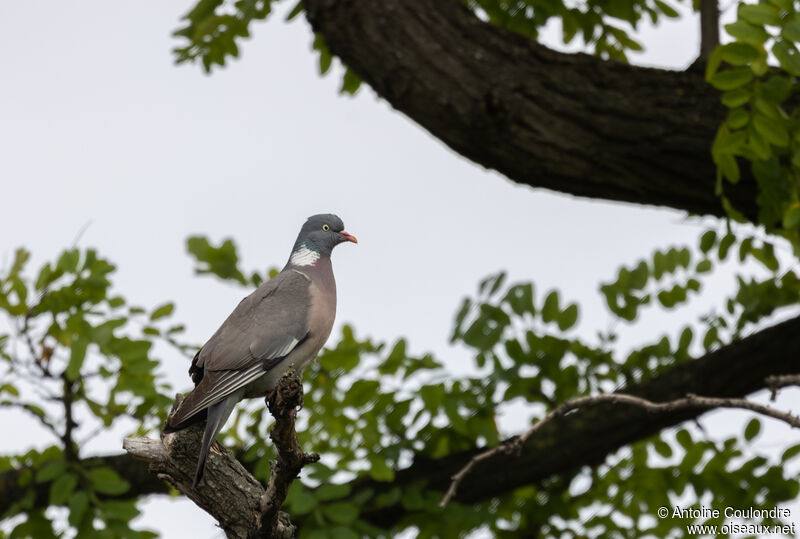 Pigeon ramieradulte