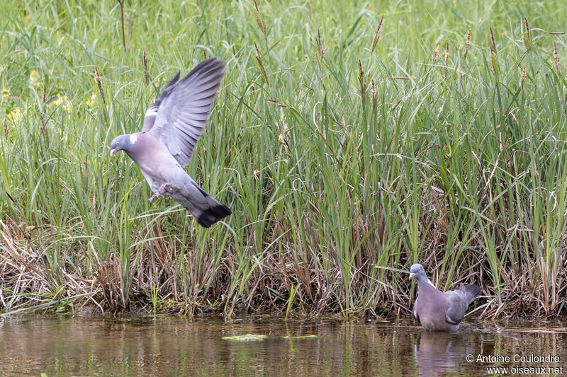 Common Wood Pigeon, drinks