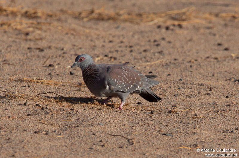 Speckled Pigeonadult, eats