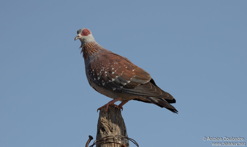 Pigeon roussard mâle adulte