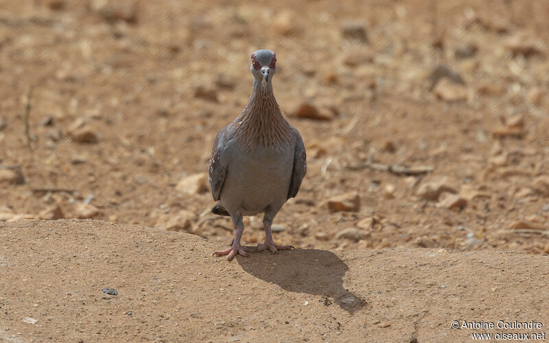 Speckled Pigeonadult