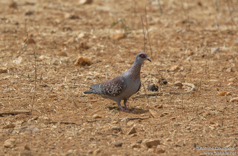 Pigeon roussardadulte