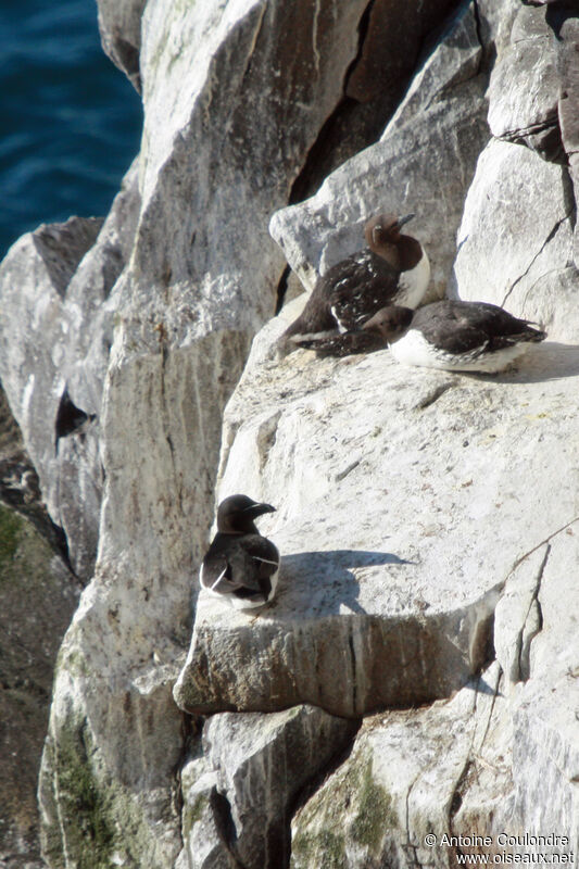 Razorbill