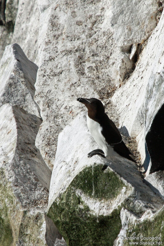 Pingouin tordaadulte