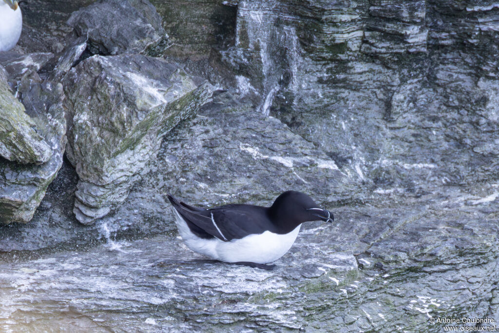 Razorbill