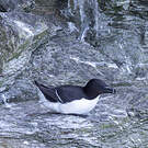 Pingouin torda