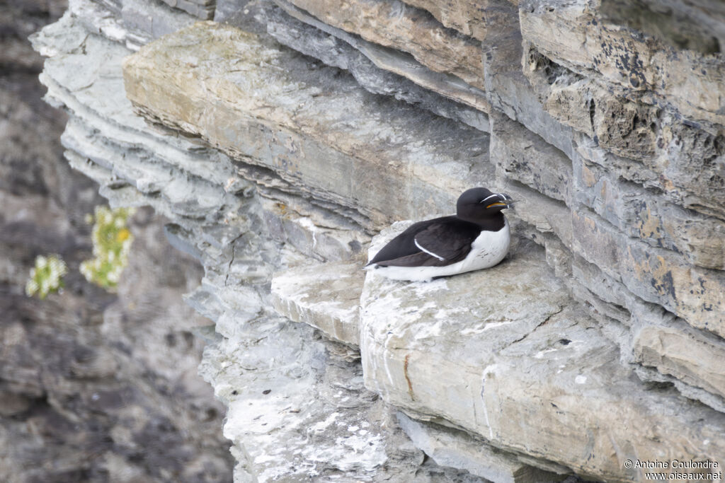 Razorbill