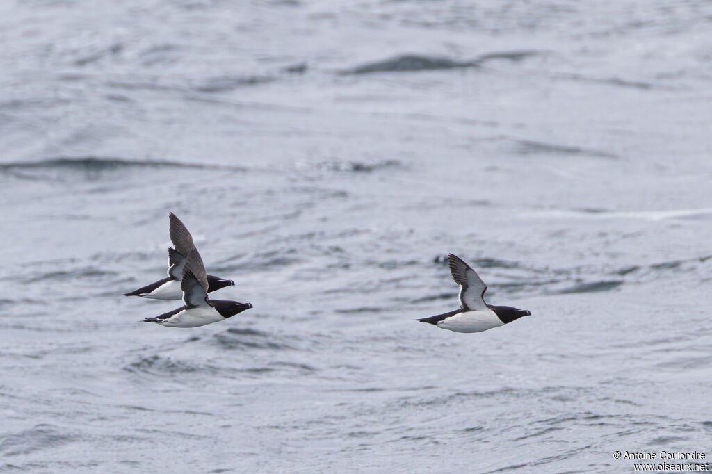 Razorbill