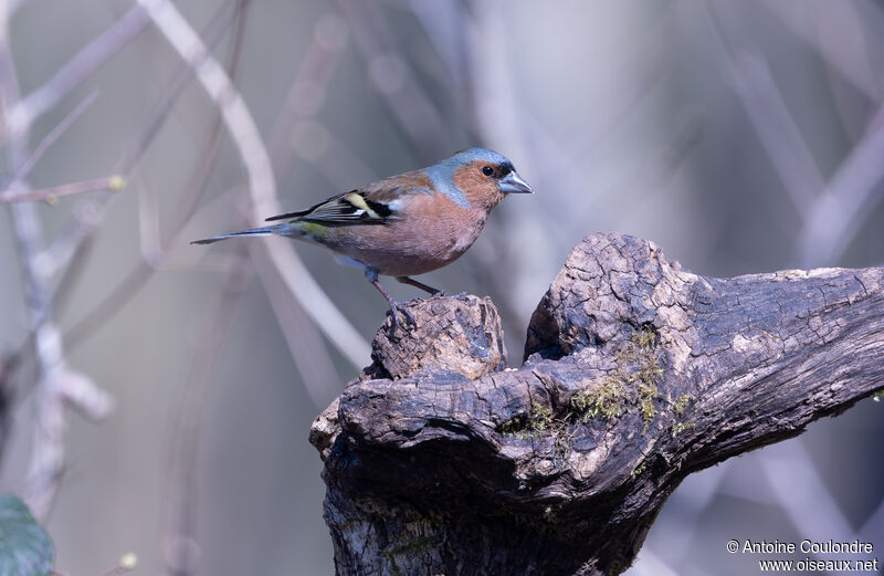 Eurasian Chaffinch male adult