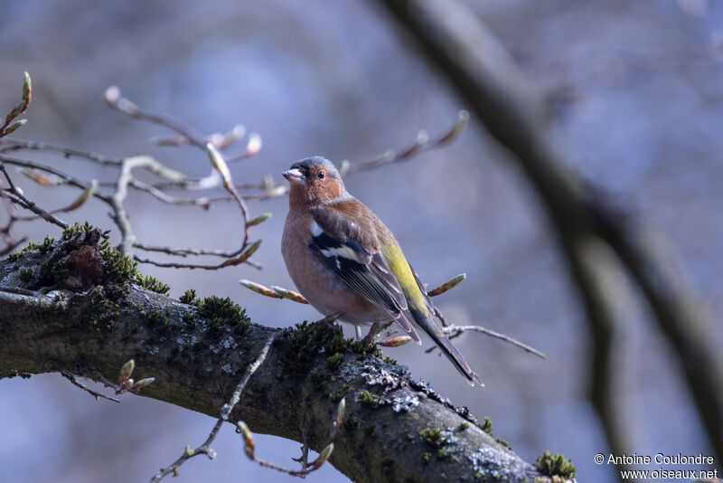 Eurasian Chaffinch male adult