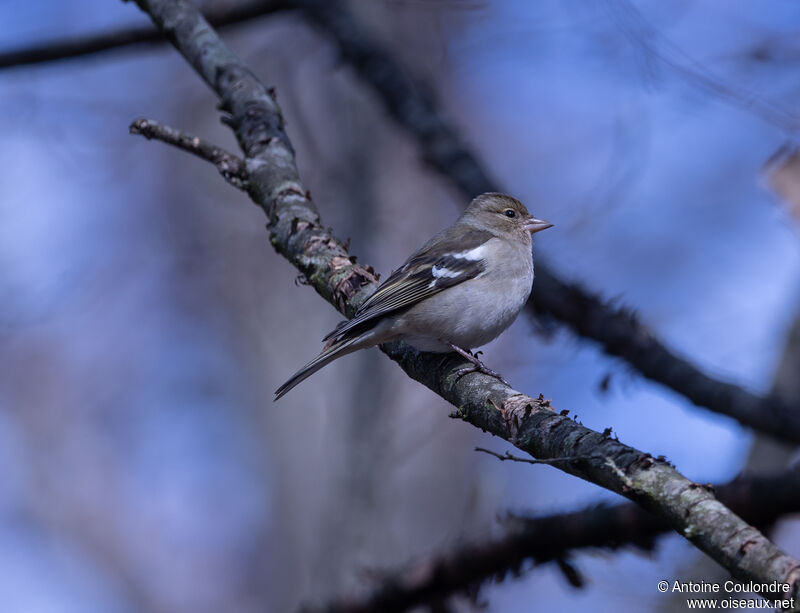 Pinson des arbres femelle adulte