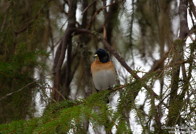 Brambling male adult