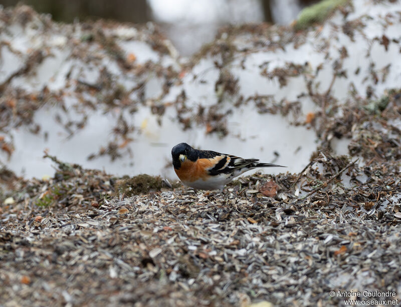 Brambling male adult