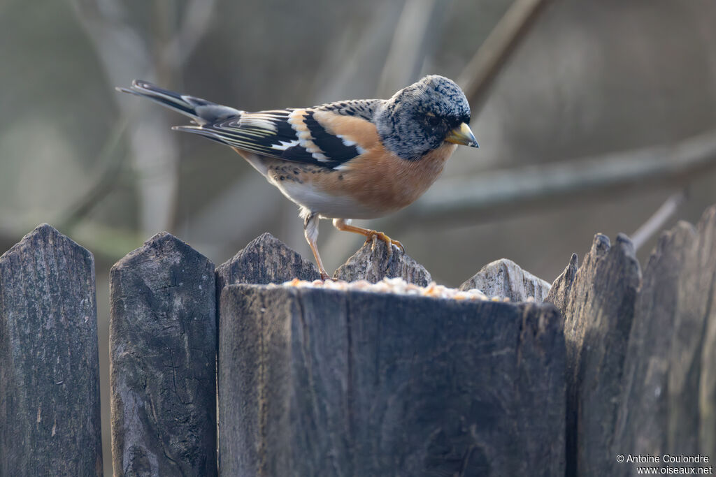 Pinson du Nord mâle adulte internuptial