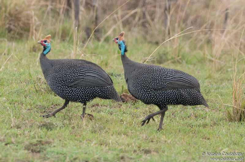 Helmeted Guineafowladult