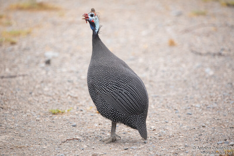 Helmeted Guineafowladult