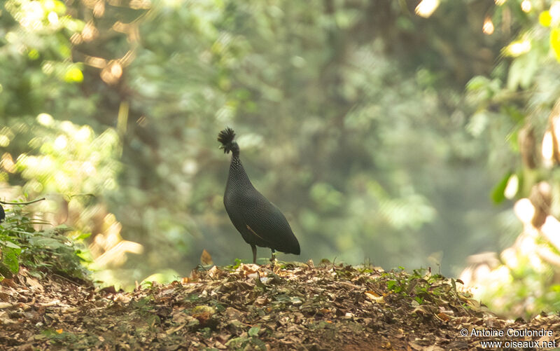 Western Crested Guineafowladult, walking