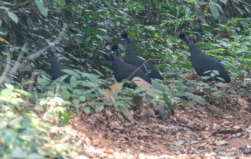 Western Crested Guineafowl, walking