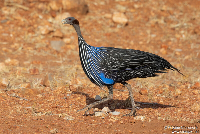 Vulturine Guineafowladult