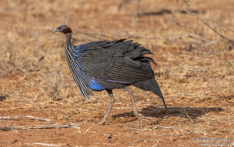 Vulturine Guineafowladult