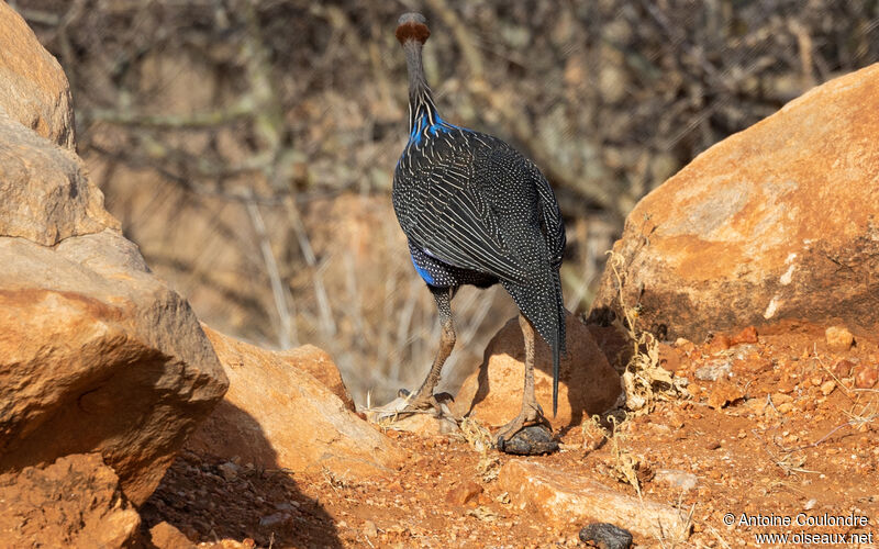 Vulturine Guineafowladult