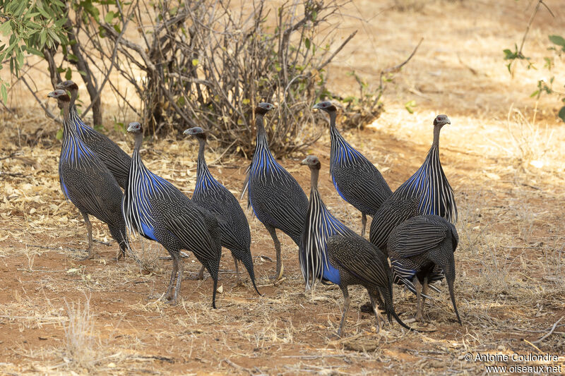 Vulturine Guineafowladult