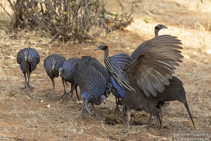 Vulturine Guineafowladult