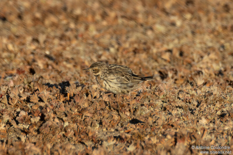 Pipit à gorge rousseadulte