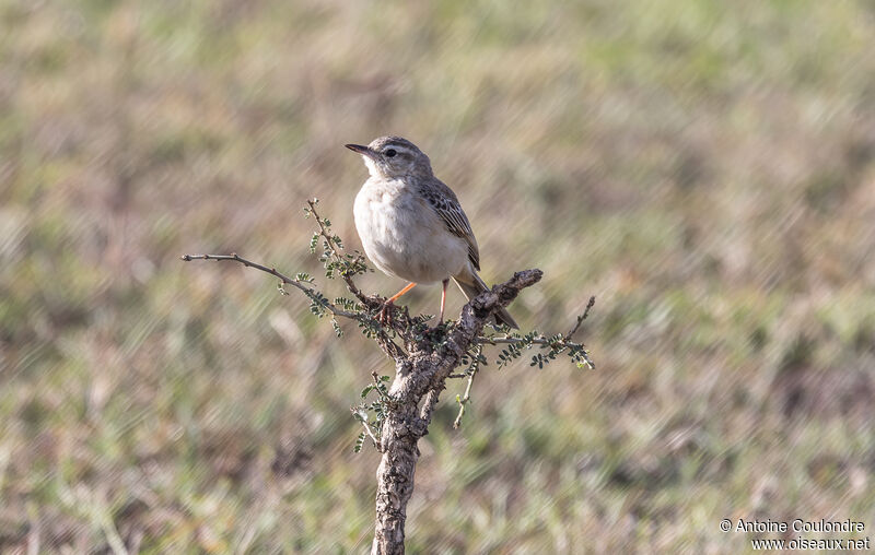 Pipit à long becadulte