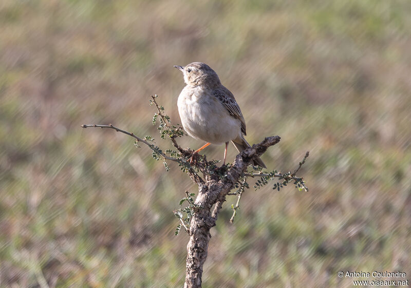 Pipit à long becadulte