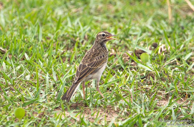 Pipit africainadulte