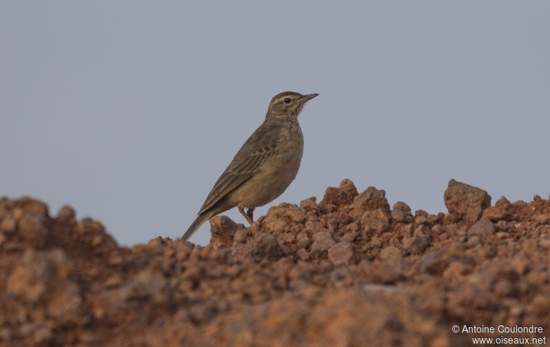 African Pipitadult