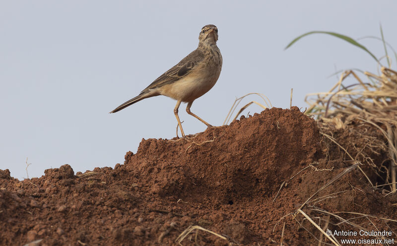 African Pipitadult