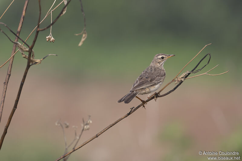 Pipit africainadulte