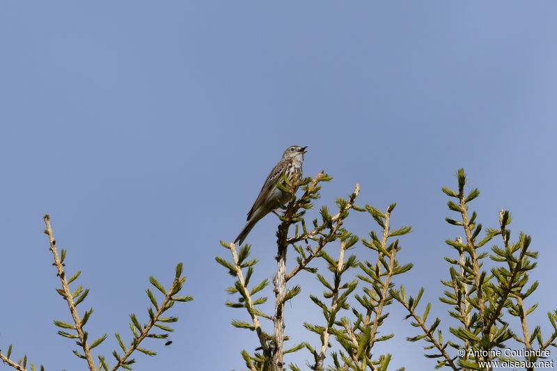 Tree Pipit male adult breeding, courting display