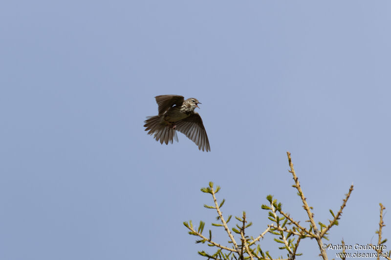 Tree Pipit male adult breeding, courting display