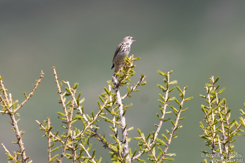 Pipit des arbres mâle adulte nuptial, parade