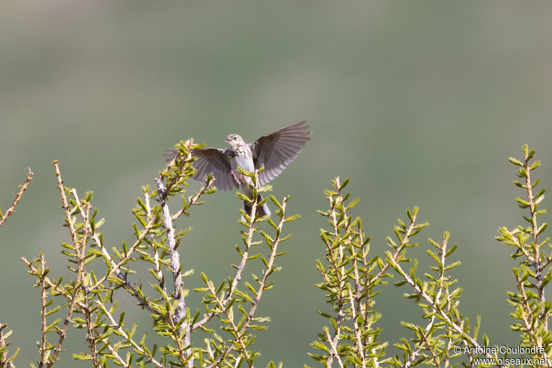 Pipit des arbres mâle adulte nuptial, parade