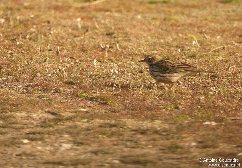 Pipit farlouseadulte, mange