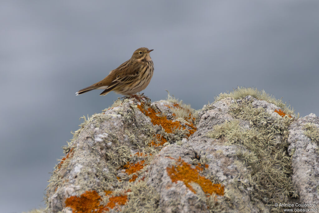 Pipit farlouseadulte