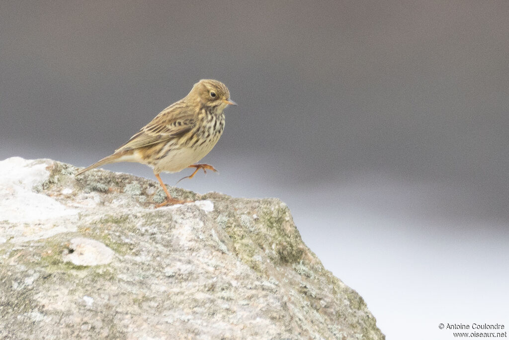 Pipit farlouseadulte