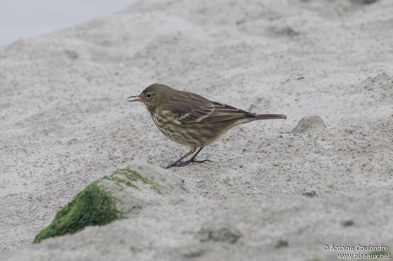 European Rock Pipitadult post breeding