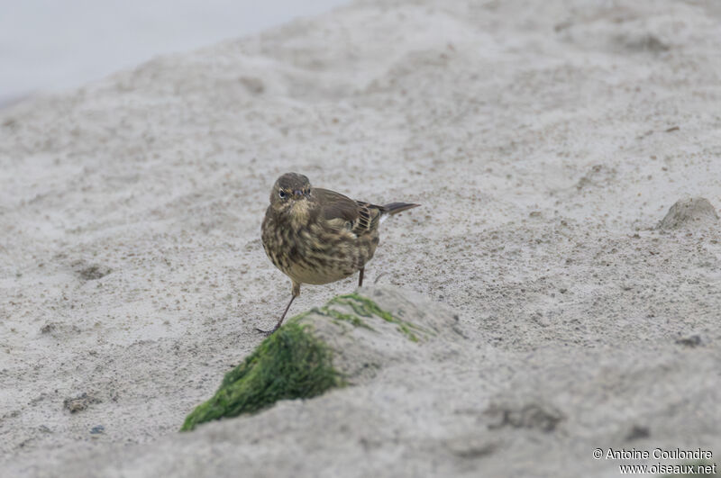 European Rock Pipitadult post breeding