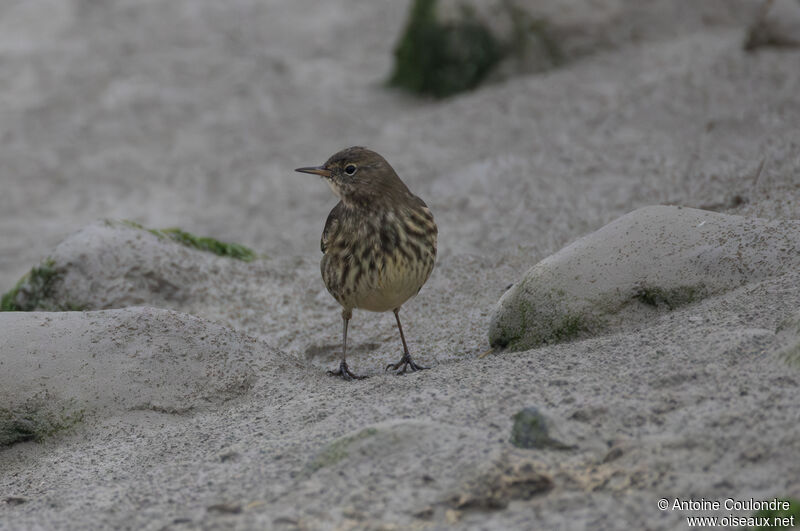 European Rock Pipitadult post breeding