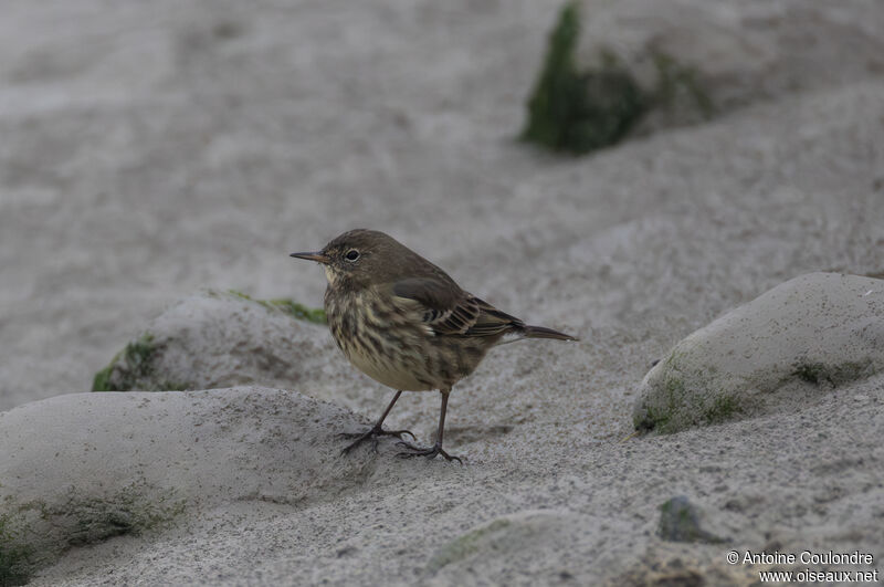 European Rock Pipitadult post breeding