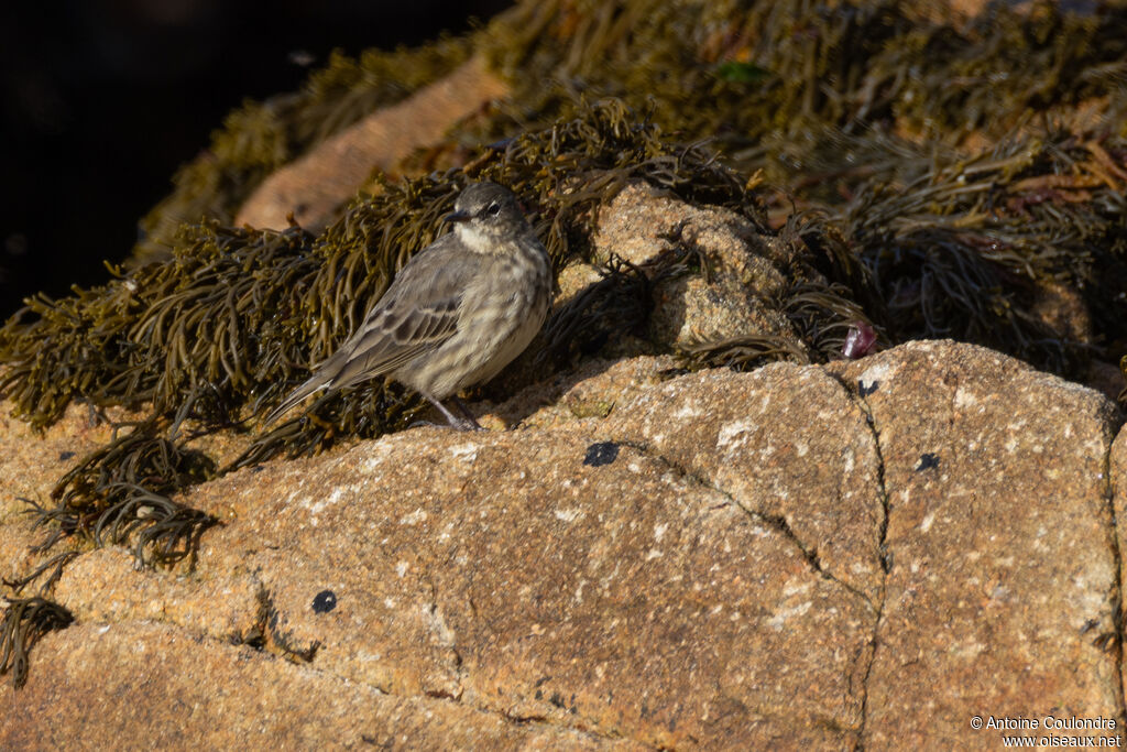Pipit maritimeadulte