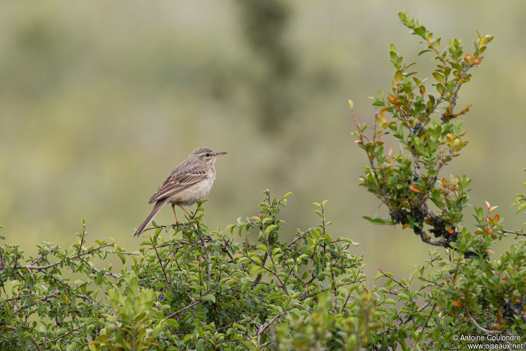 Pipit rousseline